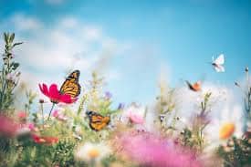 butterflies 1.jpg